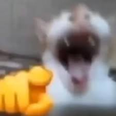 Laughing Cat Error Sounds by Sanjana